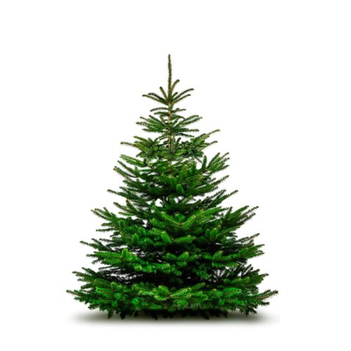 jodła kaukaska cięta 260-300 cm