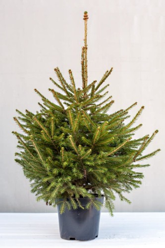 ŚWIERK W DONICY 100-120 cm