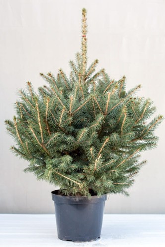 Choinka Świerk Srebrny - donica 151-170