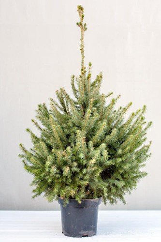 Choinka Świerk Serbski - donica 151-170
