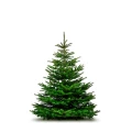 jodła kaukaska cięta 200-225 cm