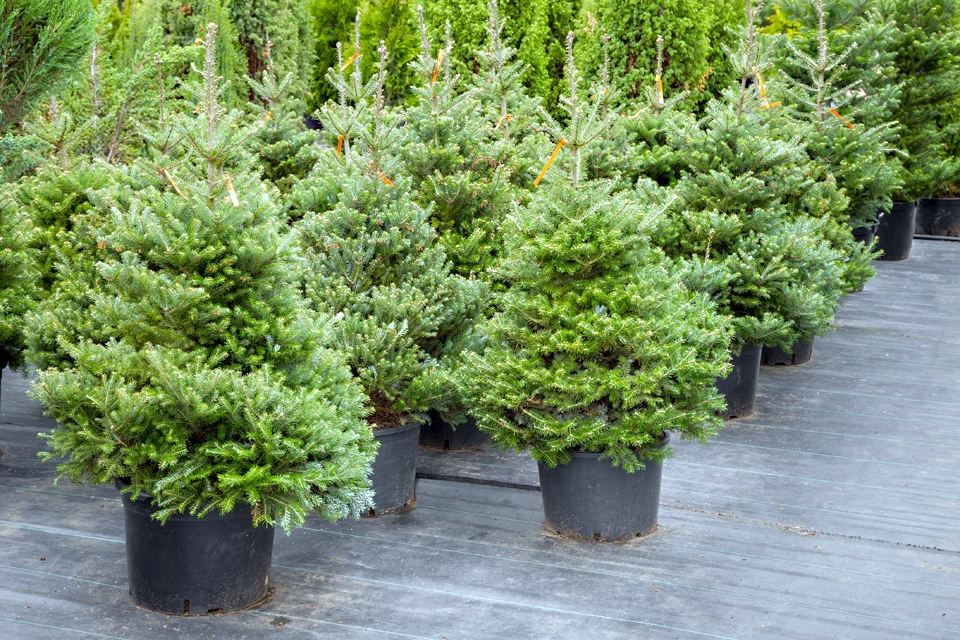 Choinki świąteczne